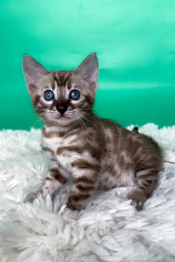 Layla | Bengal Kitten