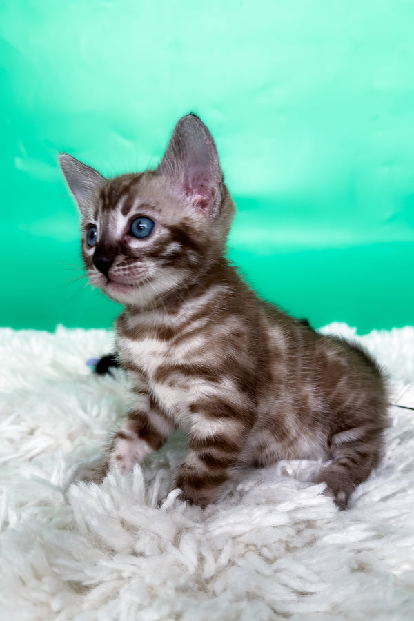 Layla | Bengal Kitten
