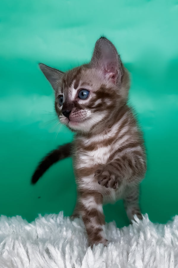 Layla | Bengal Kitten