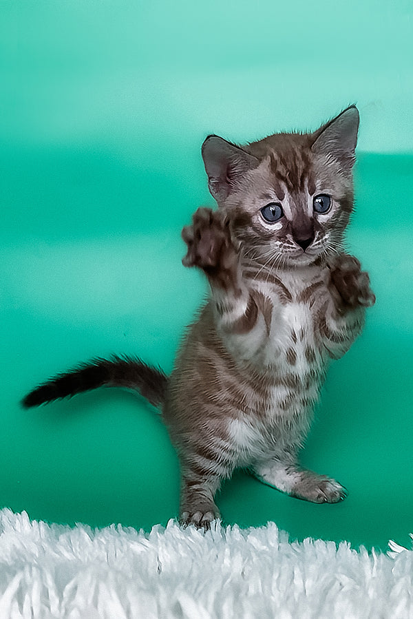 Layla | Bengal Kitten