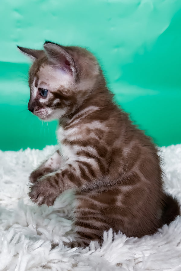 Layla | Bengal Kitten