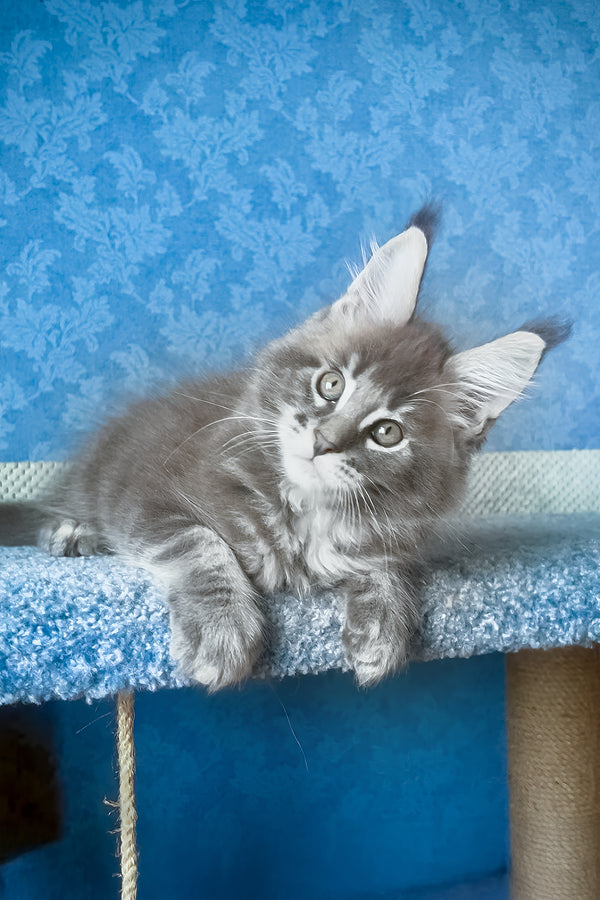 Kumir | Maine Coon Kitten