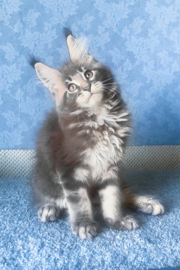 Kumir | Maine Coon Kitten