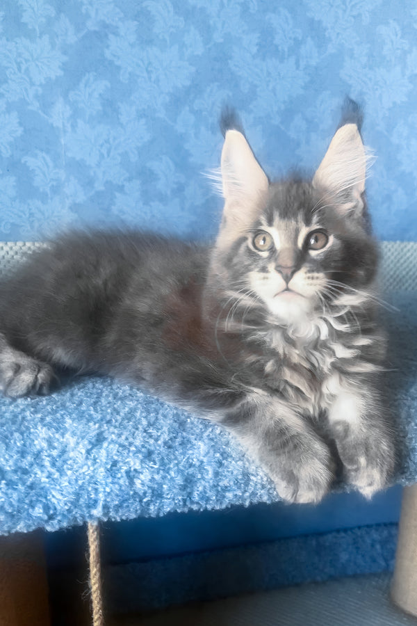 Kumir | Maine Coon Kitten