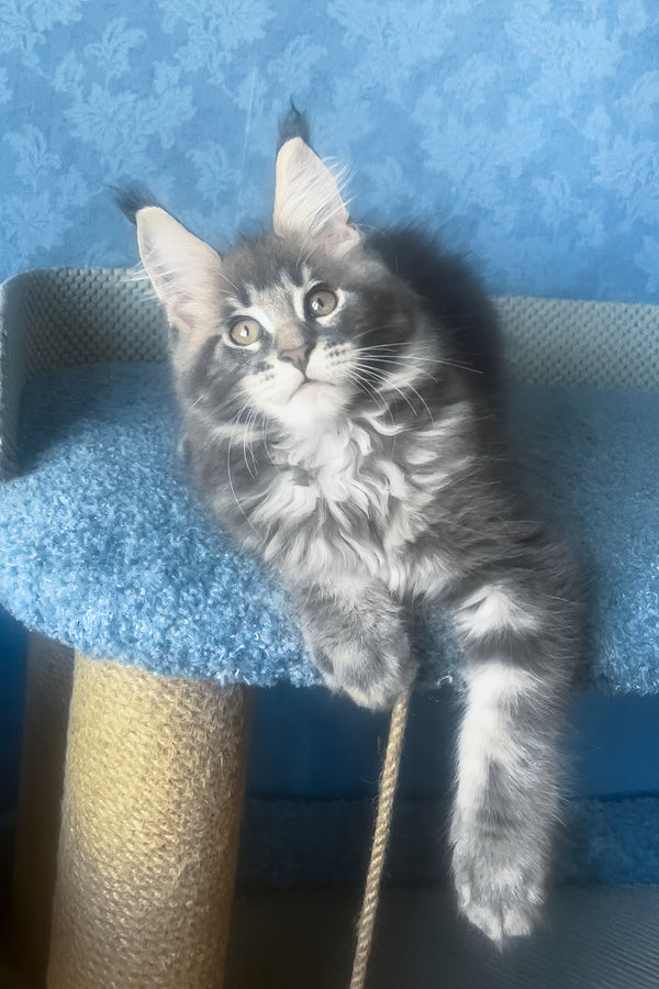 Kumir | Maine Coon Kitten