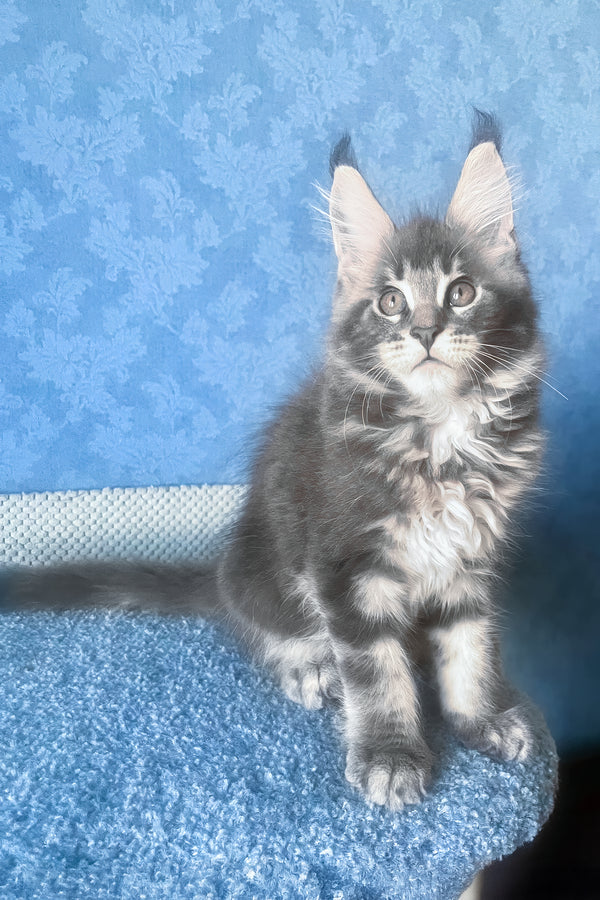 Kumir | Maine Coon Kitten