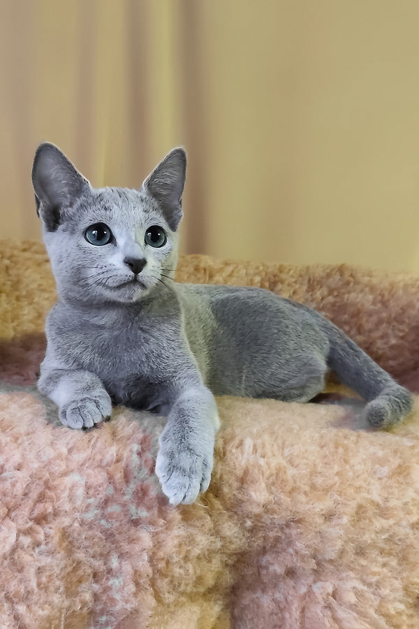 Leon | Russian Blue Kitten
