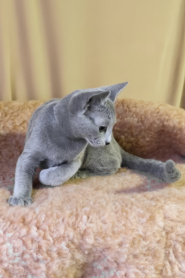 Leon | Russian Blue Kitten