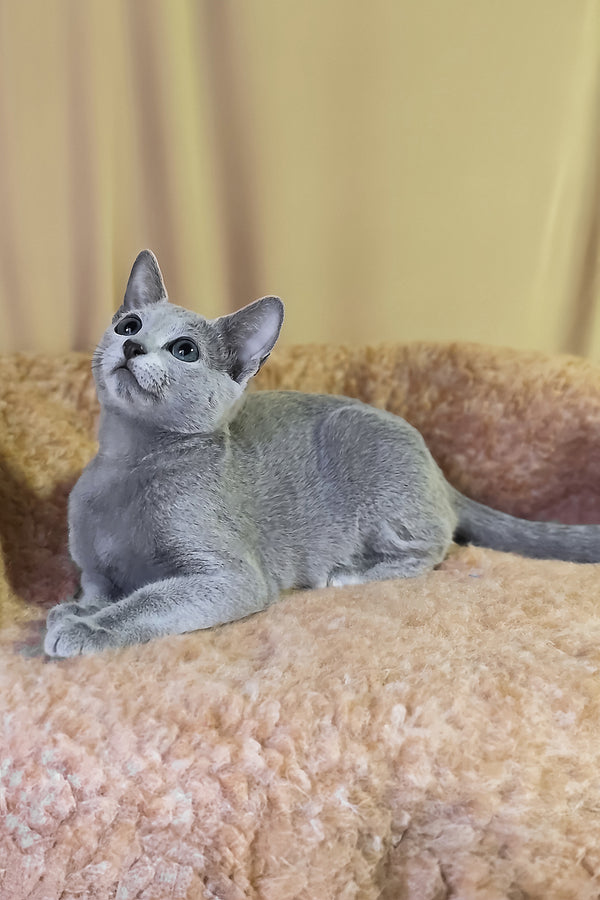 Leon | Russian Blue Kitten