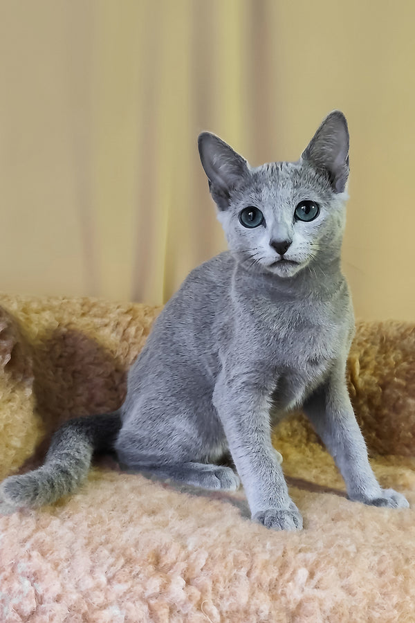 Leon | Russian Blue Kitten