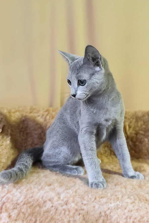 Leon | Russian Blue Kitten