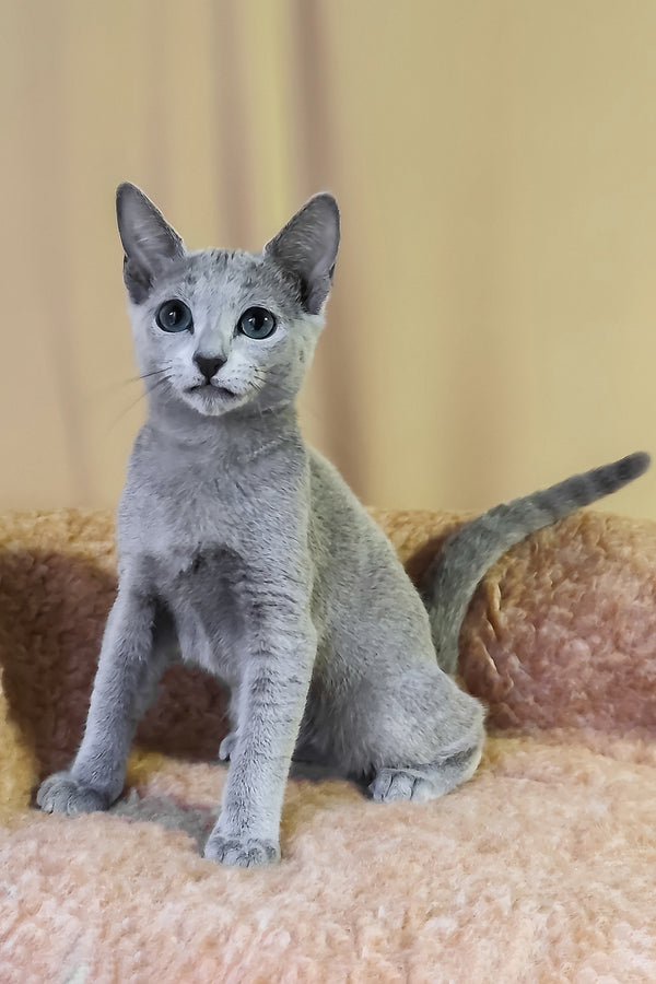Leon | Russian Blue Kitten
