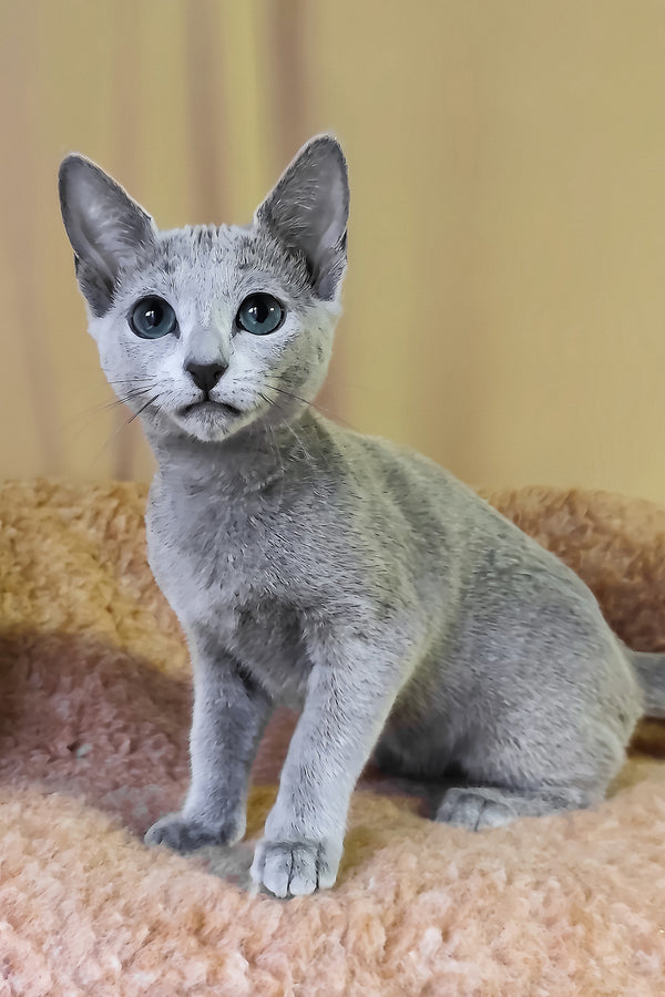 Leon | Russian Blue Kitten