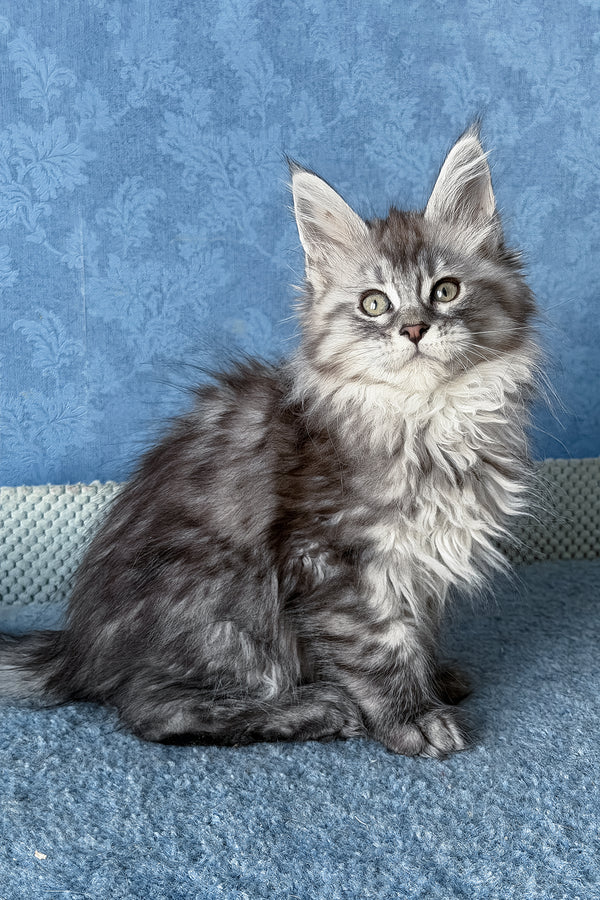 Lavanda | Maine Coon Kitten