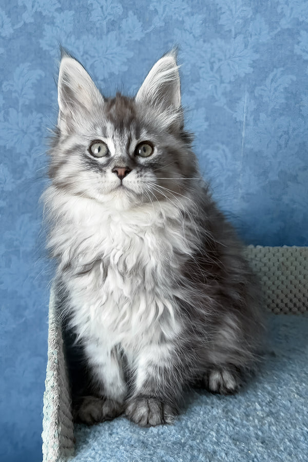 Lavanda | Maine Coon Kitten