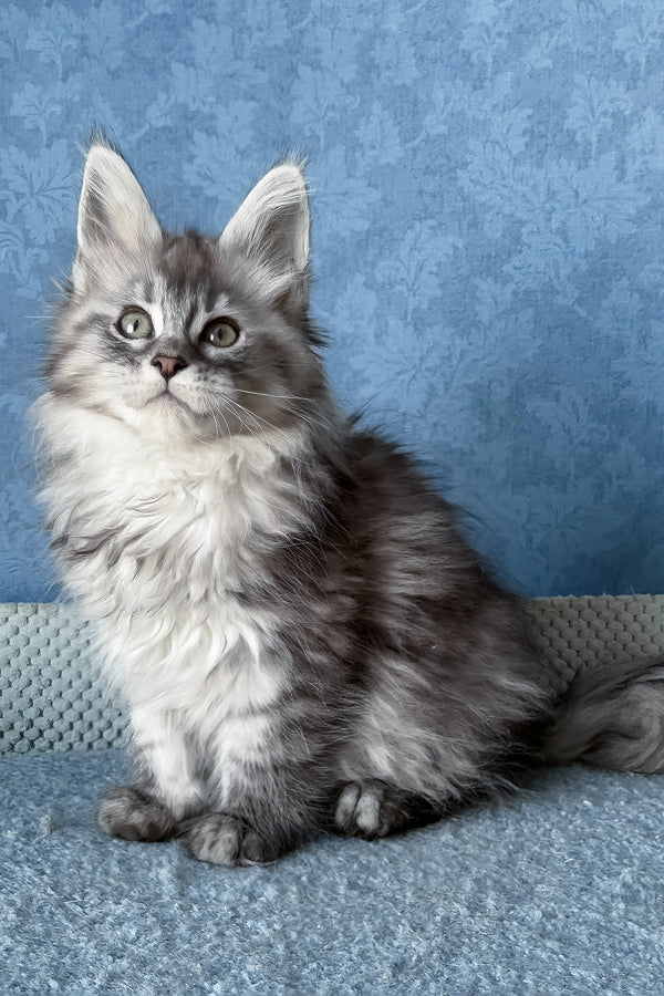 Lavanda | Maine Coon Kitten