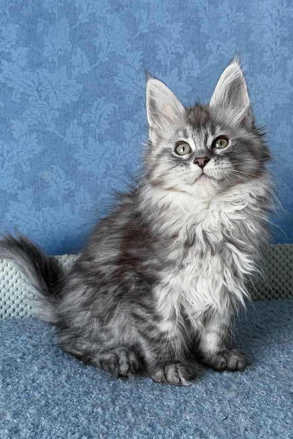 Lavanda | Maine Coon Kitten