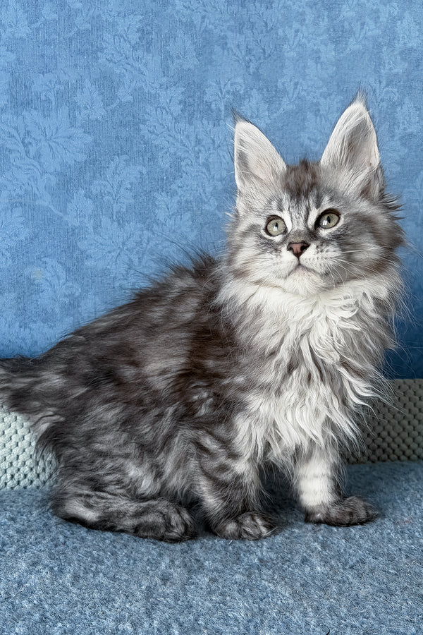 Lavanda | Maine Coon Kitten