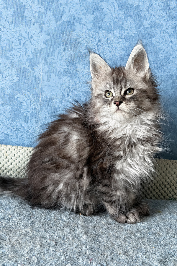 Lavanda | Maine Coon Kitten