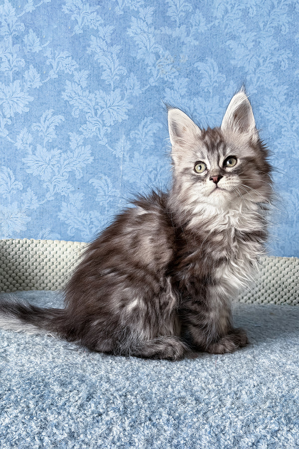Lavanda | Maine Coon Kitten