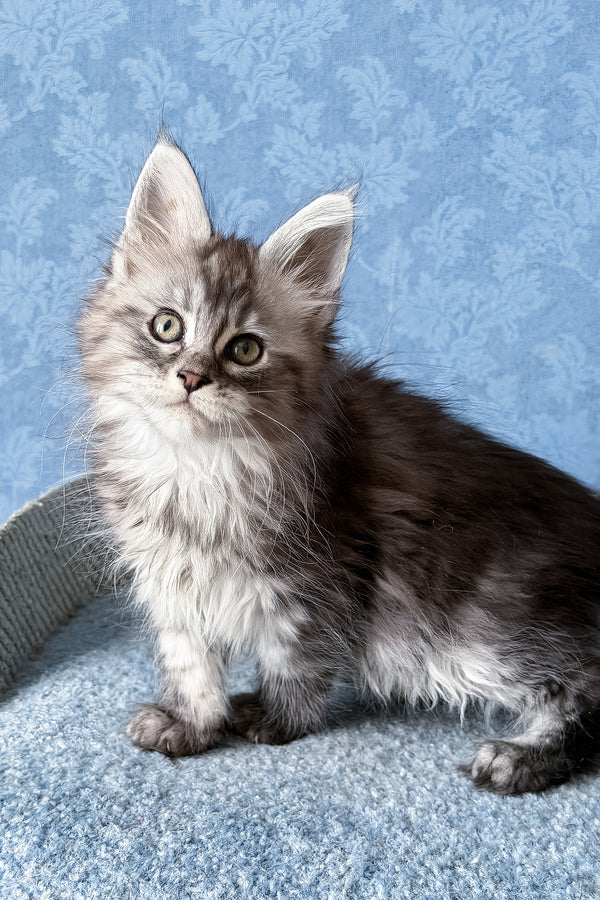 Lavanda | Maine Coon Kitten