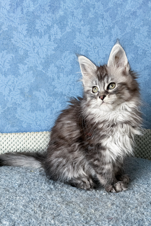 Lavanda | Maine Coon Kitten