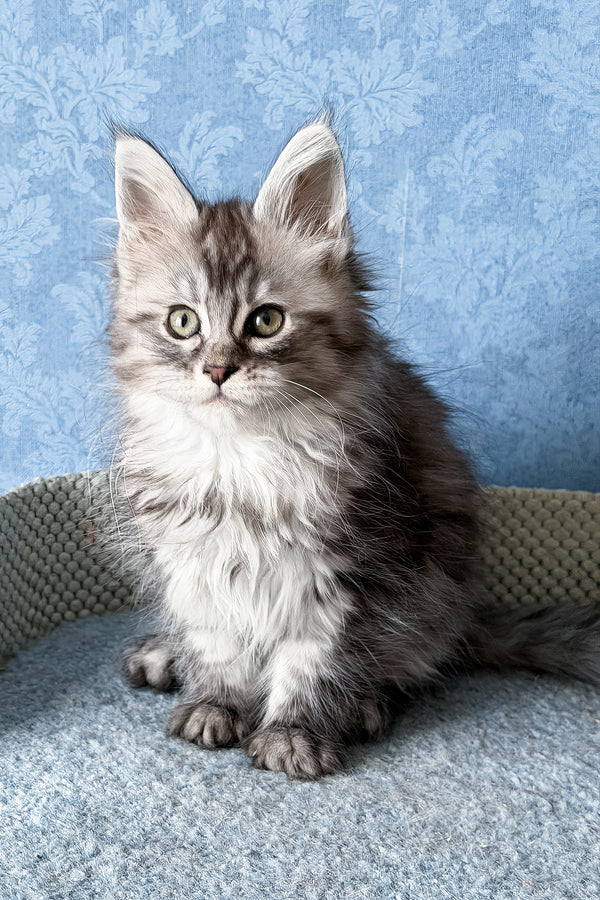 Lavanda | Maine Coon Kitten