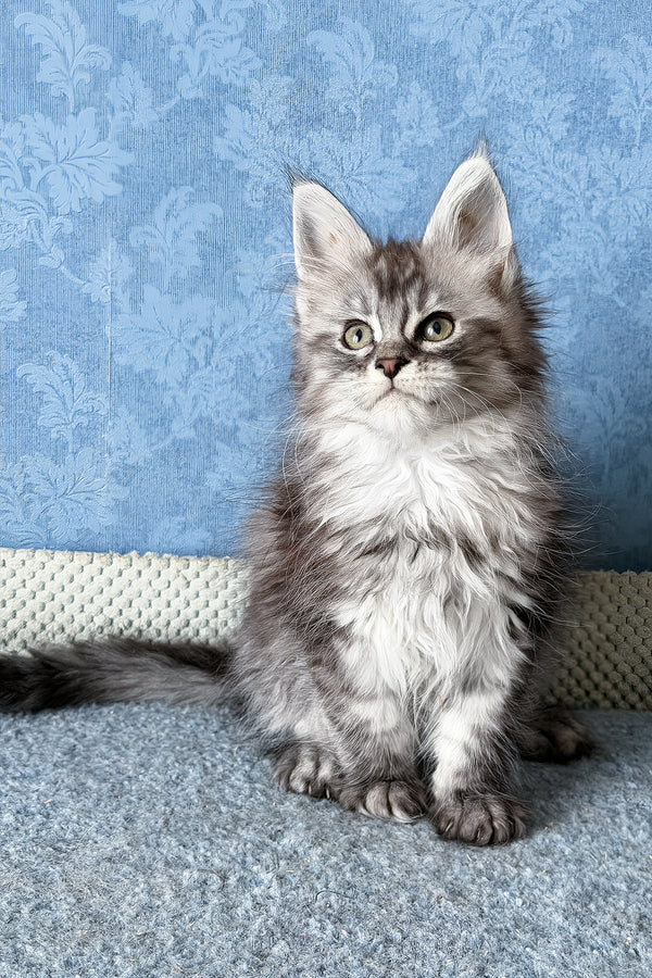 Lavanda | Maine Coon Kitten