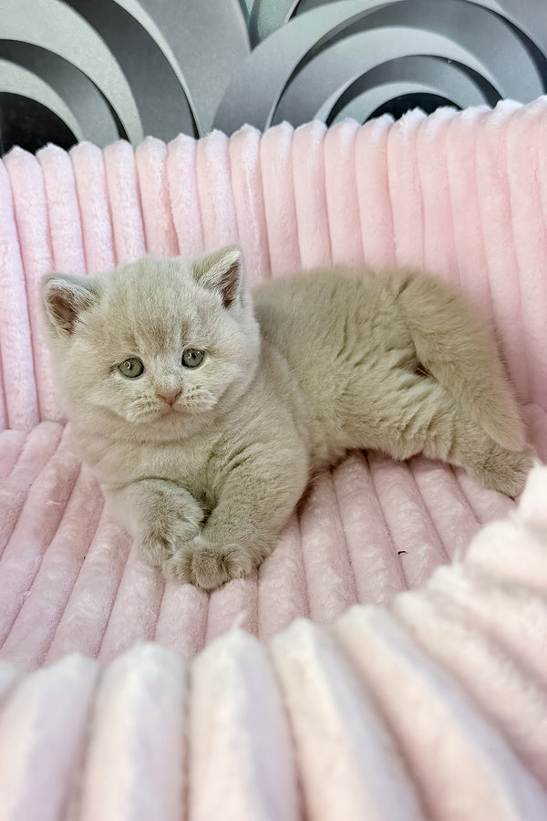 Lacky | British Shorthair Kitten