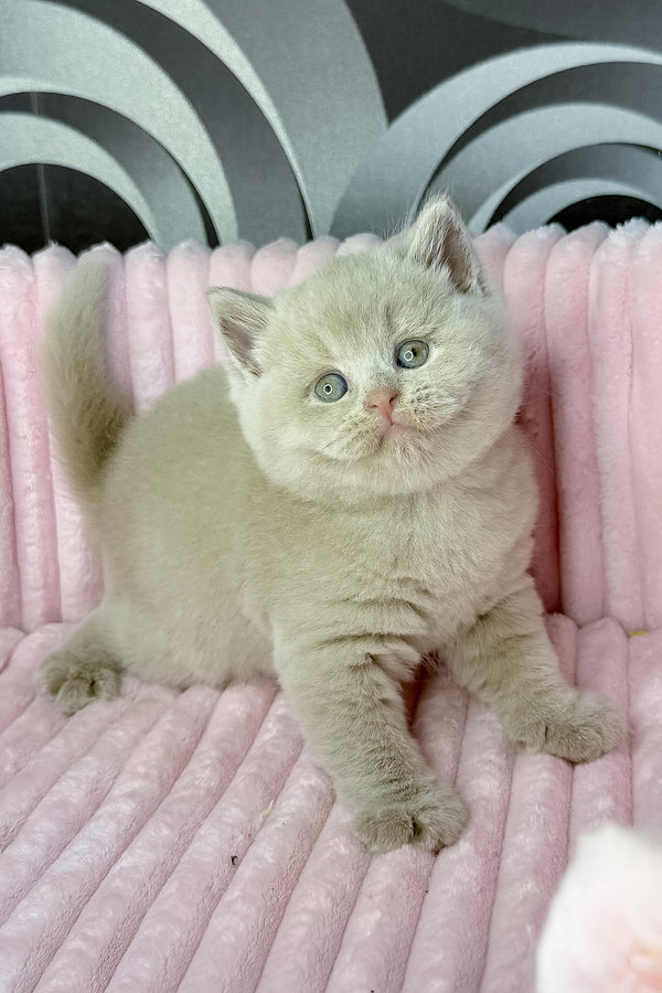 Lacky | British Shorthair Kitten