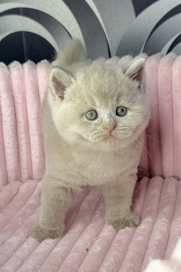 Lacky | British Shorthair Kitten