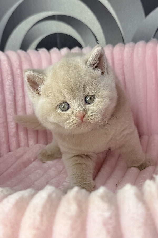 Lacky | British Shorthair Kitten