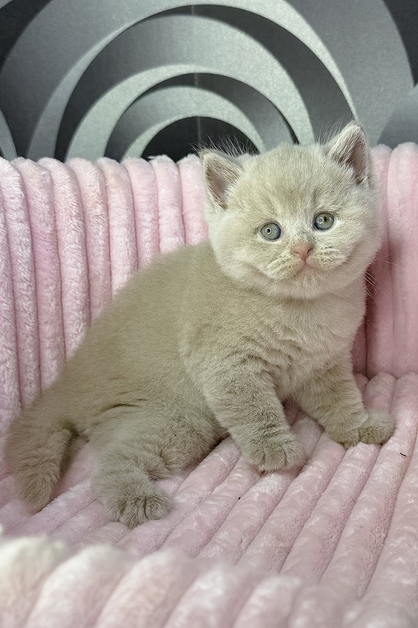 Lacky | British Shorthair Kitten
