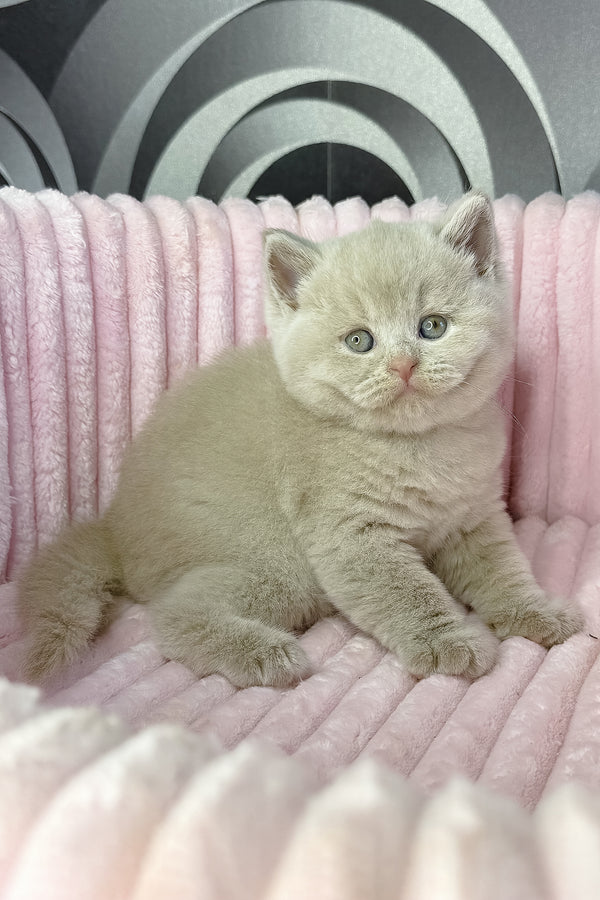 Lacky | British Shorthair Kitten