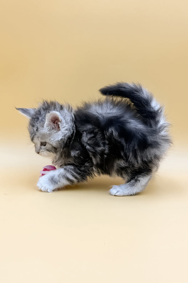 Lafi | Maine Coon Kitten