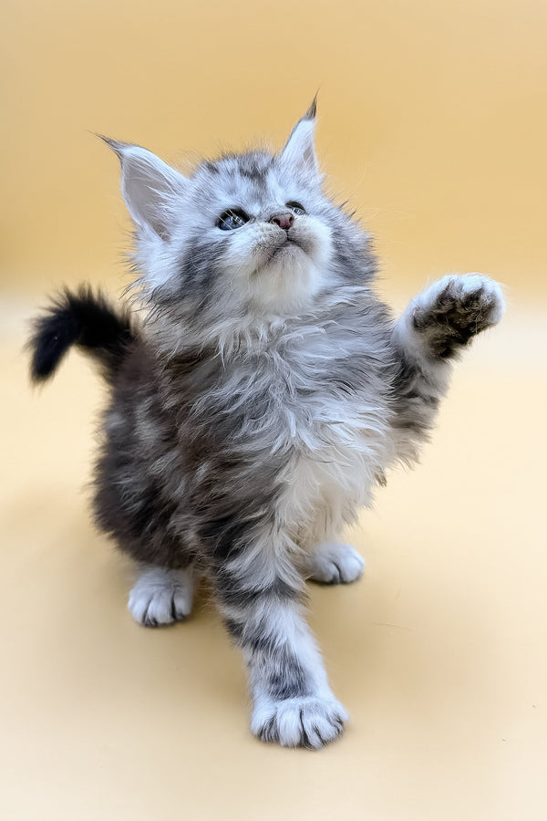 Lafi | Maine Coon Kitten