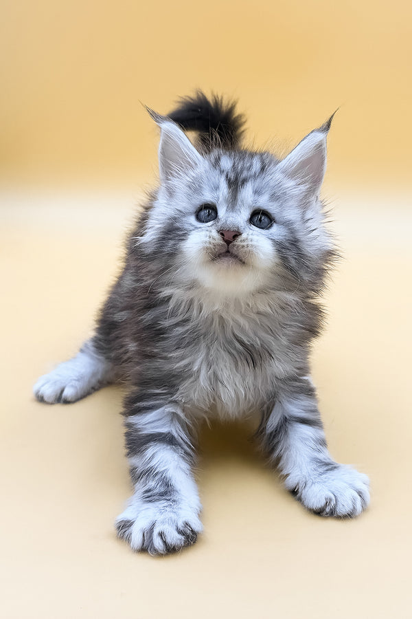 Lafi | Maine Coon Kitten