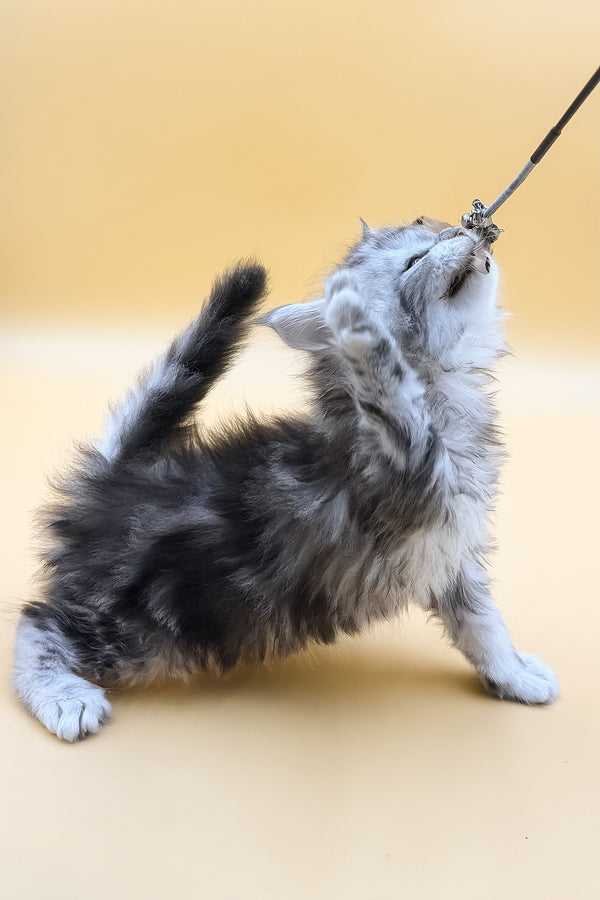 Lafi | Maine Coon Kitten