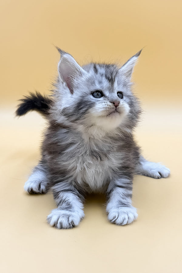 Lafi | Maine Coon Kitten