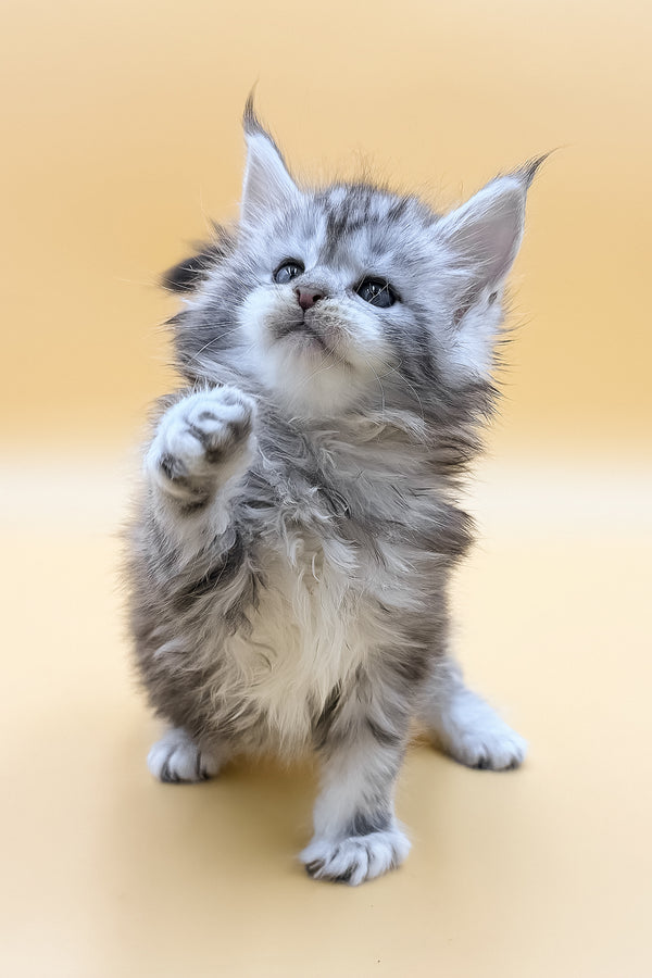 Lafi | Maine Coon Kitten