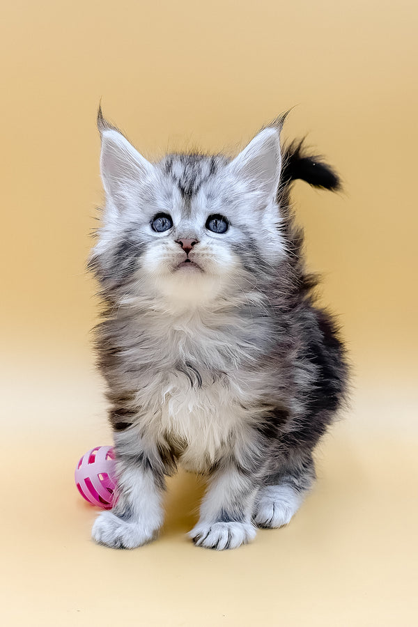 Lafi | Maine Coon Kitten