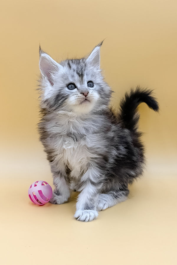 Lafi | Maine Coon Kitten