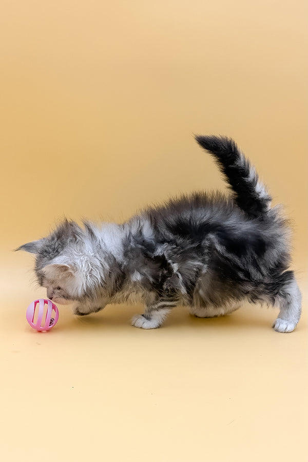 Lafi | Maine Coon Kitten