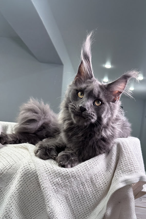 Lagune | Maine Coon Kitten