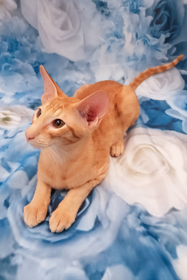 Lain | Oriental Shorthair Kitten