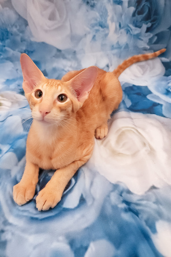 Lain | Oriental Shorthair Kitten