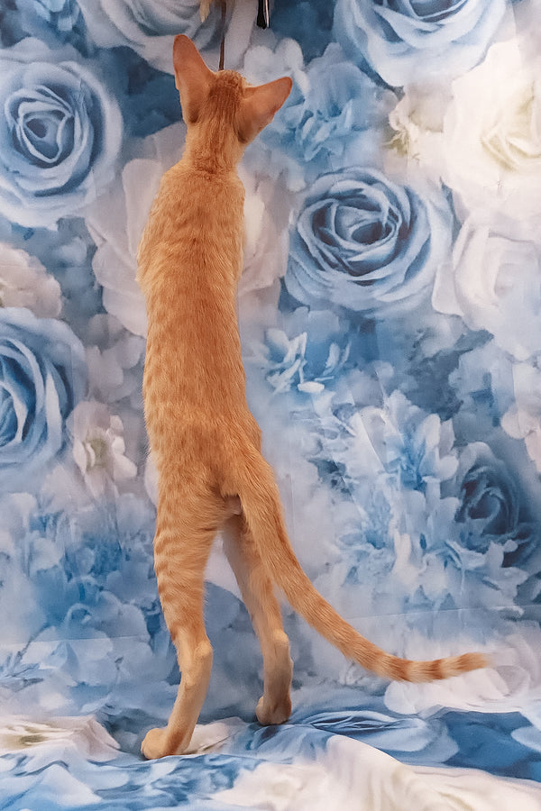 Lain | Oriental Shorthair Kitten