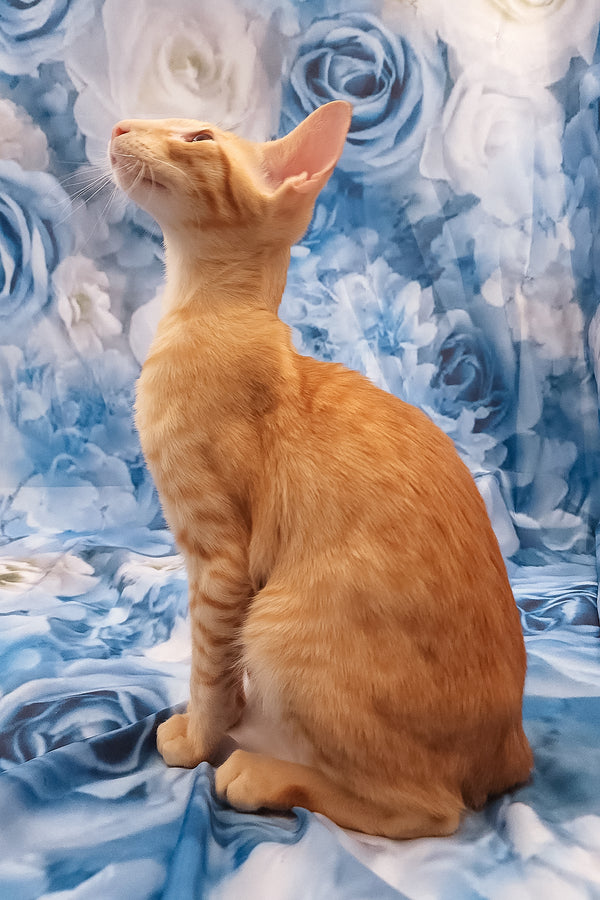 Lain | Oriental Shorthair Kitten
