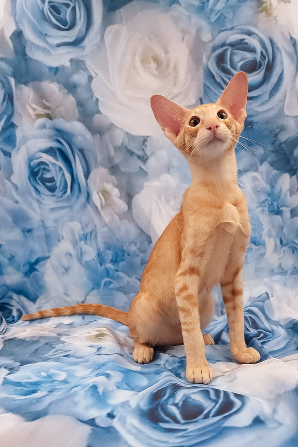 Lain | Oriental Shorthair Kitten