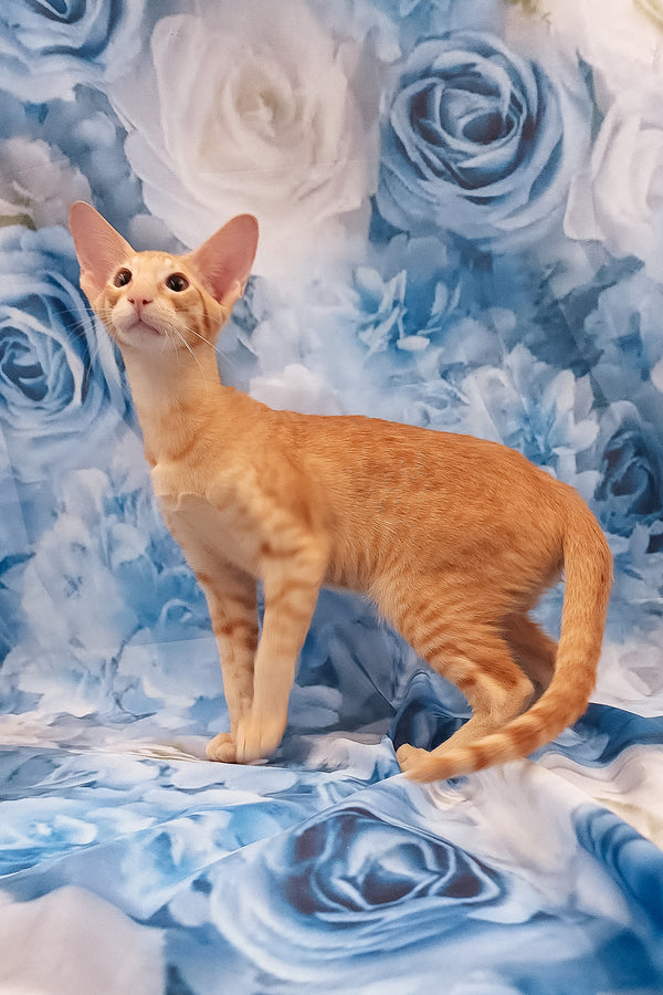 Lain | Oriental Shorthair Kitten